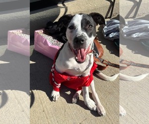American Pit Bull Terrier-Unknown Mix Dogs for adoption in Germantown, OH, USA