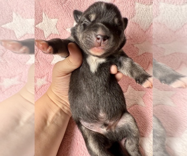 Medium Photo #4 Pomsky-Shiba Inu Mix Puppy For Sale in NASHUA, NH, USA
