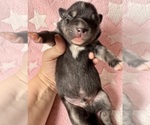 Small #3 Pomsky-Shiba Inu Mix