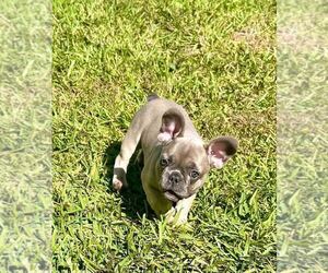 French Bulldog Puppy for Sale in MIRAMAR, Florida USA