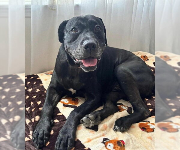 Medium Photo #2 Labrador Retriever Puppy For Sale in Palmetto, FL, USA