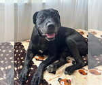 Small #1 Labrador Retriever
