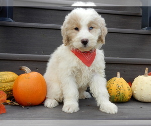 Goldendoodle (Miniature) Puppy for sale in MILLERSBURG, OH, USA