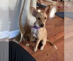 Small #2 Basenji Mix