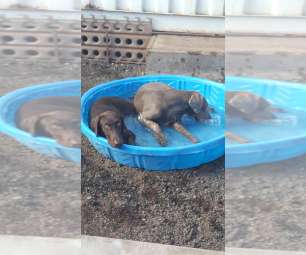 Medium Photo #2 Doberman Pinscher-Labrador Retriever Mix Puppy For Sale in MAKAKILO, HI, USA