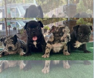 French Bulldog Puppy for sale in PALMDALE, CA, USA