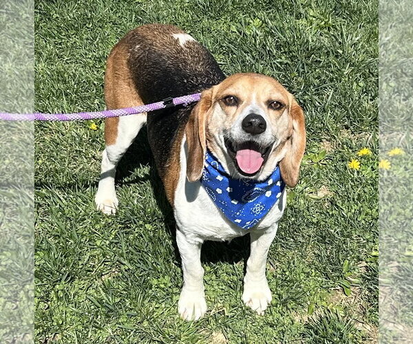 Medium Photo #2 Beagle Puppy For Sale in Batavia, OH, USA
