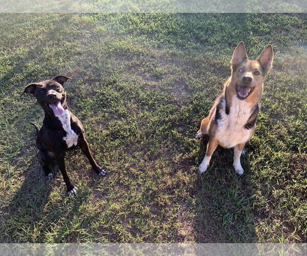 Medium Photo #6 American Pit Bull Terrier-Labrador Retriever Mix Puppy For Sale in Woodbury, NY, USA
