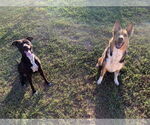 Small #5 American Pit Bull Terrier-Labrador Retriever Mix