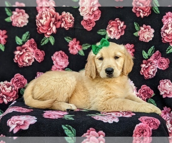 Medium Photo #7 Golden Retriever Puppy For Sale in GORDONVILLE, PA, USA