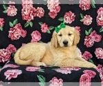 Small Photo #7 Golden Retriever Puppy For Sale in GORDONVILLE, PA, USA