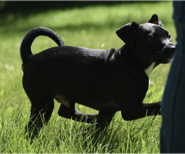 Medium Photo #7 Shepradors Puppy For Sale in Mechanicsburg, PA, USA