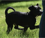 Small #6 Shepradors