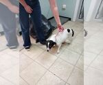 Small Photo #2 Jack-A-Bee Puppy For Sale in Frenchburg, KY, USA