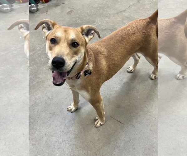 Medium Photo #10 Labrador Retriever-Unknown Mix Puppy For Sale in Rockaway, NJ, USA