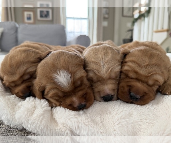 Medium Photo #6 Golden Retriever Puppy For Sale in DE PERE, WI, USA