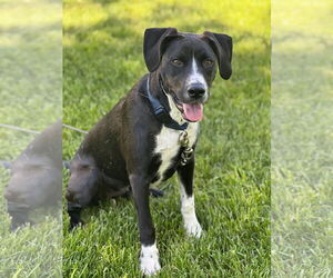 Collie-Unknown Mix Dogs for adoption in Germantown, OH, USA