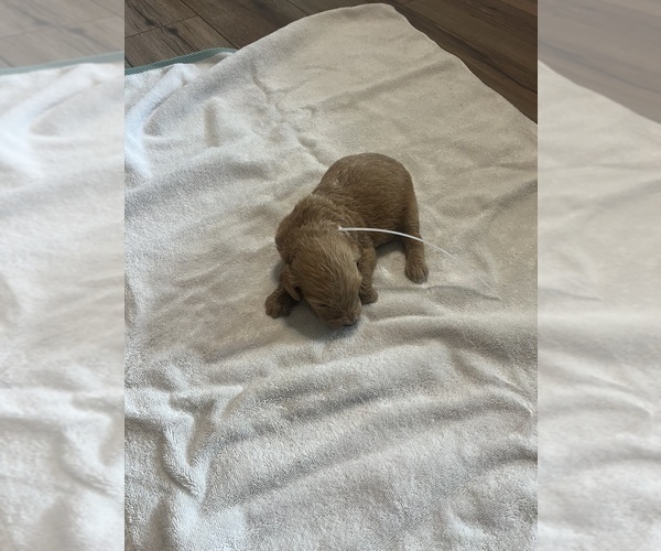 Medium Photo #8 Goldendoodle Puppy For Sale in LASCASSAS, TN, USA