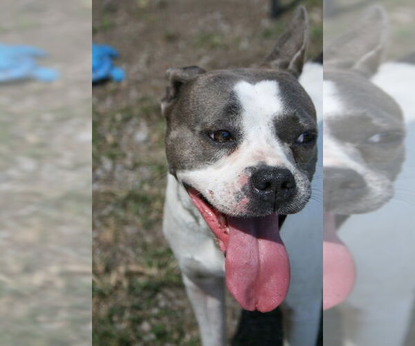 Medium Photo #3 Mutt Puppy For Sale in Abbeville, LA, USA