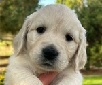 Puppy Kanga English Cream Golden Retriever
