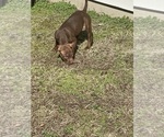 Small Photo #1 American Pit Bull Terrier Puppy For Sale in CHARLOTTE, NC, USA