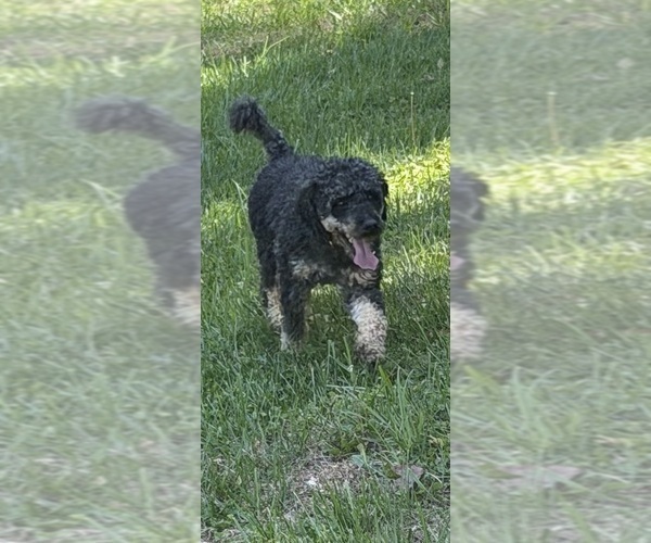 Medium Photo #1 Aussiedoodle Puppy For Sale in ASHEVILLE, NC, USA