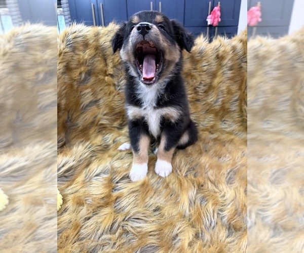 Medium Photo #20 Australian Shepherd Puppy For Sale in NEW BRAUNFELS, TX, USA