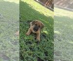 Small #2 Labrador Retriever Mix