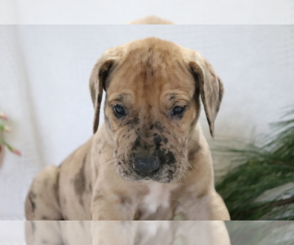 Medium Photo #2 Great Dane Puppy For Sale in SHILOH, OH, USA