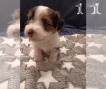 Small #1 Biewer Yorkie