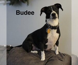 Dachshund-Unknown Mix Dogs for adoption in Topeka, KS, USA