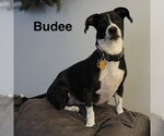 Small Dachshund Mix