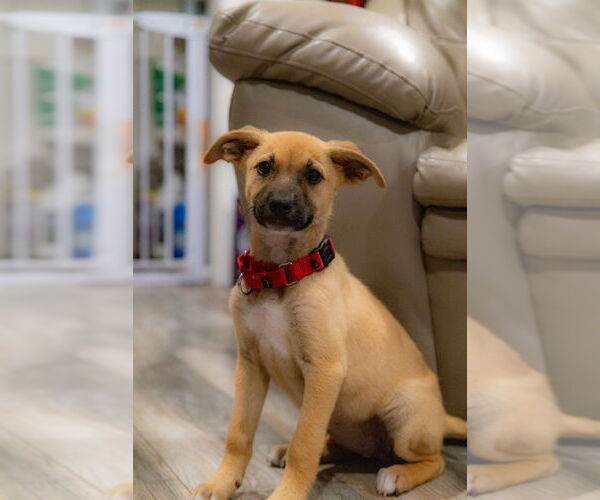 Medium Photo #4 Black Mouth Cur-Unknown Mix Puppy For Sale in San Diego, CA, USA