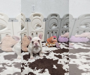 French Bulldog Puppy for sale in NORTH PORT, FL, USA
