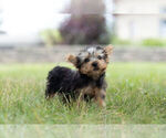 Small Photo #5 Morkie Puppy For Sale in WARSAW, IN, USA