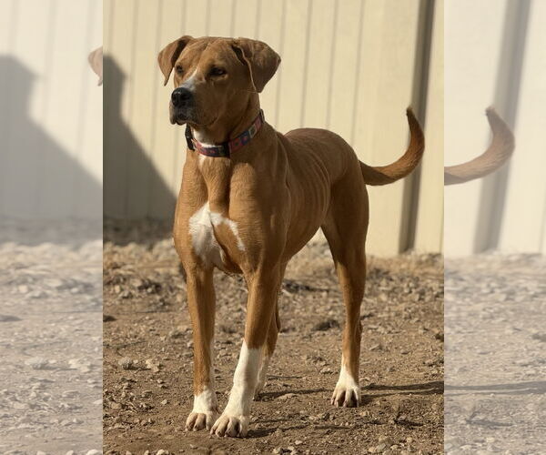 Medium Photo #5 Retriever -Unknown Mix Puppy For Sale in Corning, AR, USA