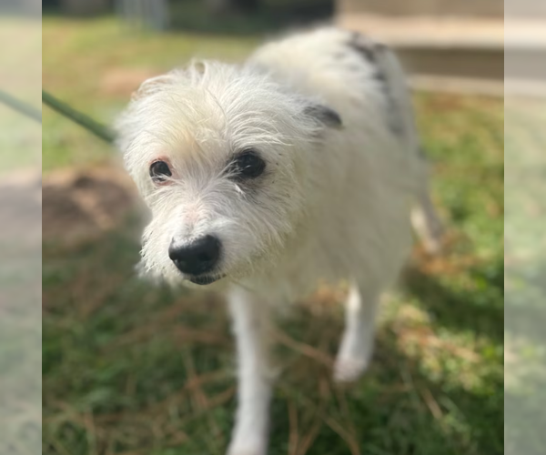 Medium Photo #1 Mutt Puppy For Sale in Cranston, RI, USA