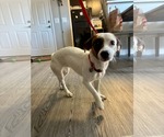 Small Photo #5 Jack-A-Bee Puppy For Sale in La Verne, CA, USA