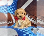 Small Photo #2 Cocker Spaniel-Poodle (Miniature) Mix Puppy For Sale in PEACH BOTTOM, PA, USA