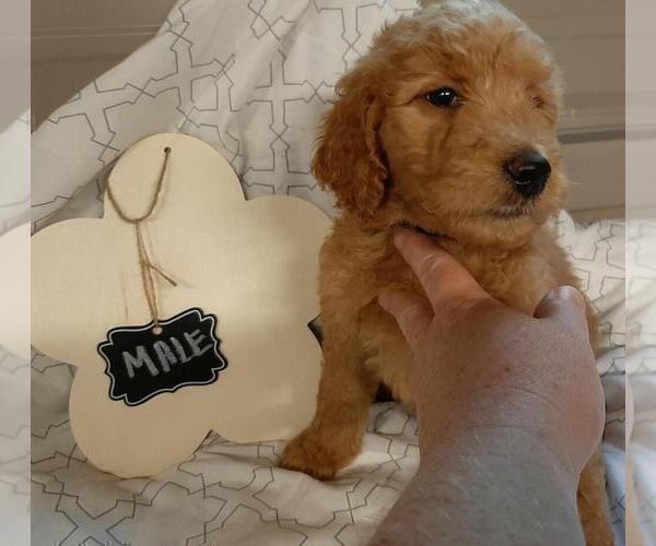 Medium Photo #3 Goldendoodle Puppy For Sale in COMMERCE, TX, USA