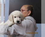 Small Photo #11 English Cream Golden Retriever Puppy For Sale in NORTHWOOD, OH, USA
