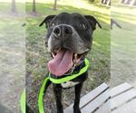 Small Labrador Retriever Mix
