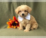 Small Photo #6 Morkie-Poodle (Miniature) Mix Puppy For Sale in LAKELAND, FL, USA