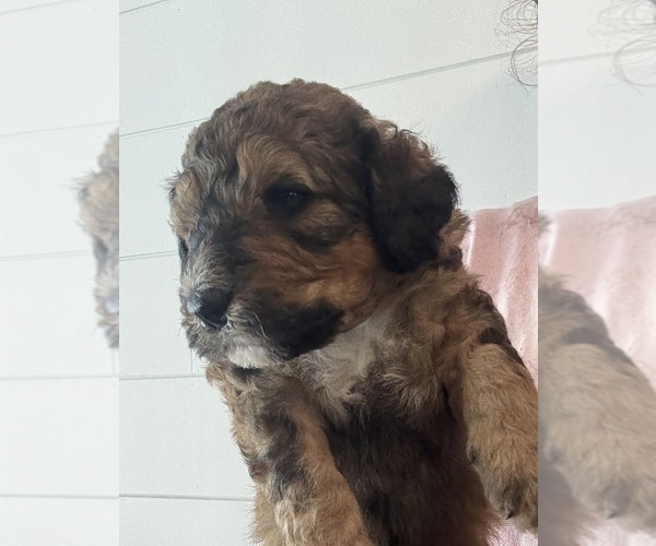 Medium Photo #7 Bernedoodle Puppy For Sale in MOULTON, AL, USA