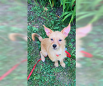 Small #1 Cairn Terrier Mix