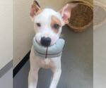 Small #1 American Pit Bull Terrier-Labrador Retriever Mix