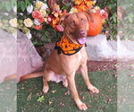 REGGIE - Male Unknown-Vizsla Mix Dog for Adoption - Small photo