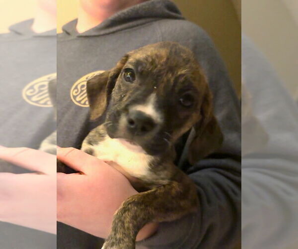 Medium Photo #5 Labrador Retriever-Unknown Mix Puppy For Sale in New York, NY, USA