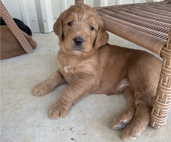 Medium Photo #1 Labradoodle Puppy For Sale in CEDAR HILL, TX, USA