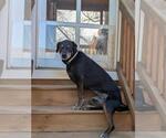 Small #1 Labrador Retriever Mix